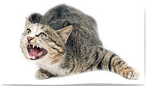 Aggressive cat blowing