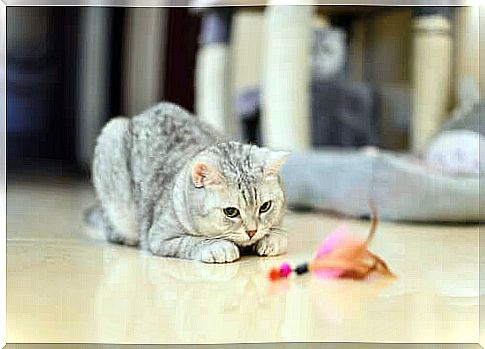 Play to avoid stress in cats during quarantine