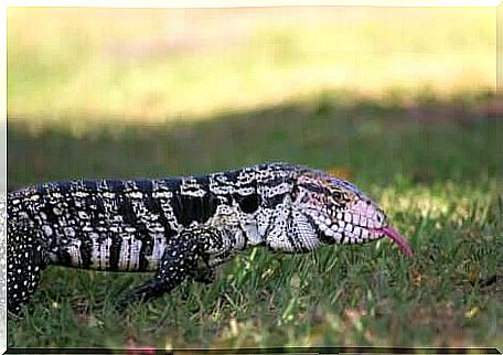 Tegu strolling on a meadow.