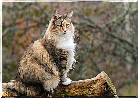 Gatto delle foreste norvegesi