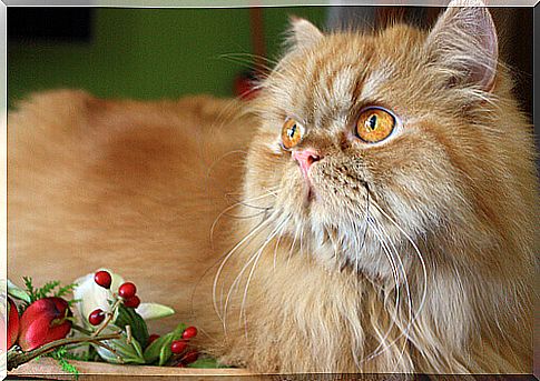 The 8 most affectionate cat breeds in the world