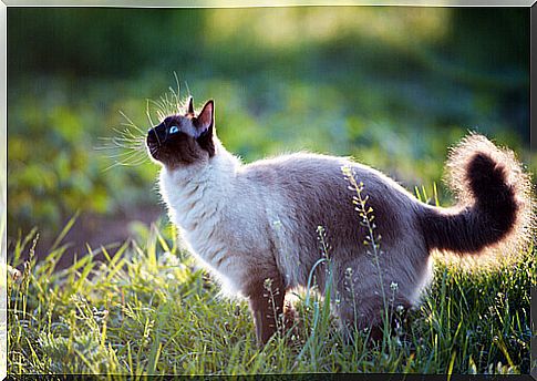 siamese cat in a meadow