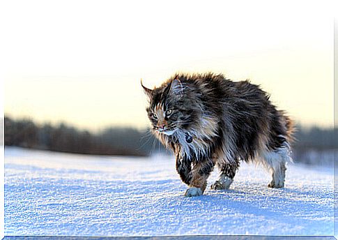 a maine coom cat on the snow