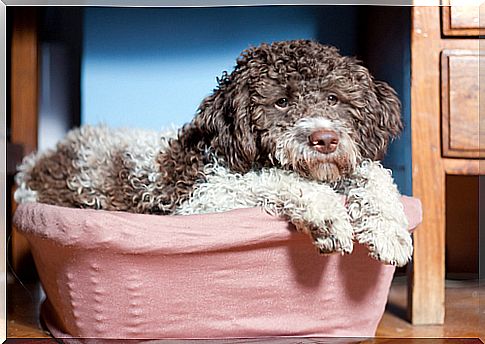 lagotto-romagnolo