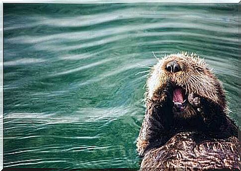 The archeology behind the habits of the sea otter