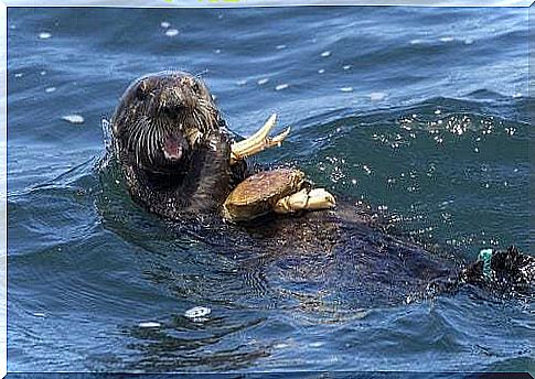 Sea otter eating in the water.