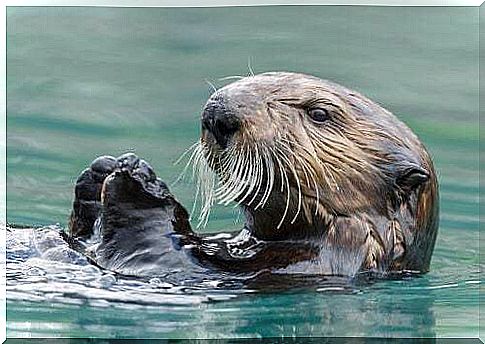 Sea otter swimming.