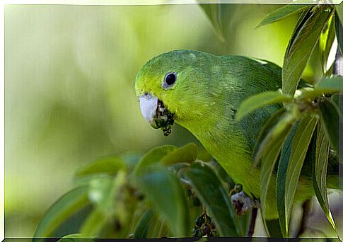 The Argentine parakeet