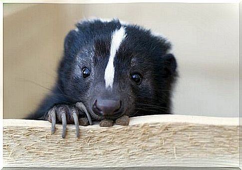 Skunk looks out from a wall