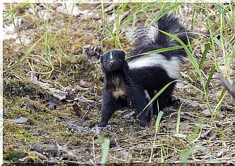 Skunk on alert on dry ground