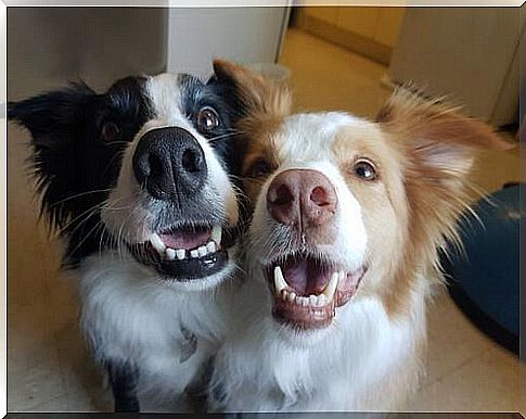 Two dogs close together 