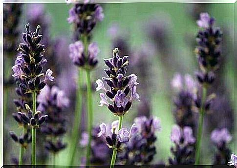 The benefits of lavender oil for dogs