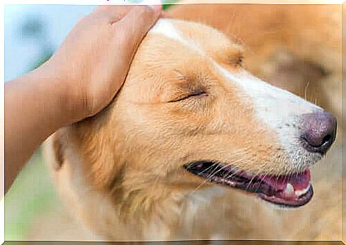 You can apply lavender oil for dogs by massaging the animal