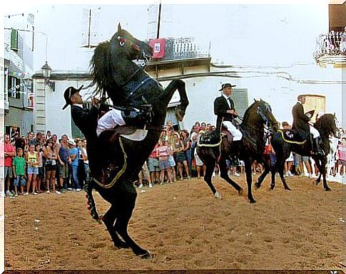 The best Spanish horse breeds