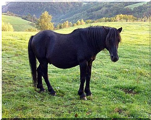 un cavallo nel prato