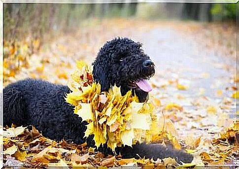 The Black Russian Terrier - an excellent guard dog