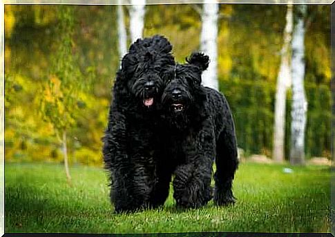 Two black Russian Terriers are running.