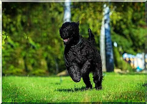 Running Russian black terrier.