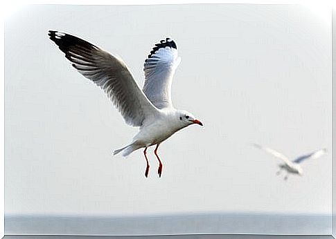 The characteristics of the seagull