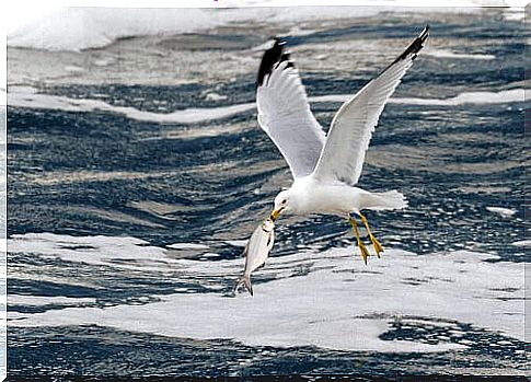 Seagull eats fish