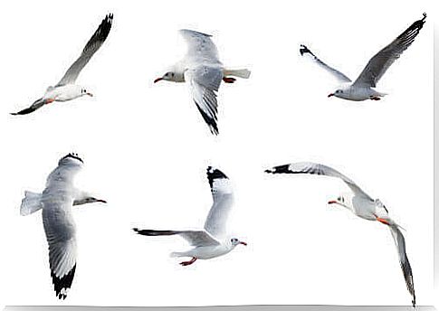 Seagulls in flight