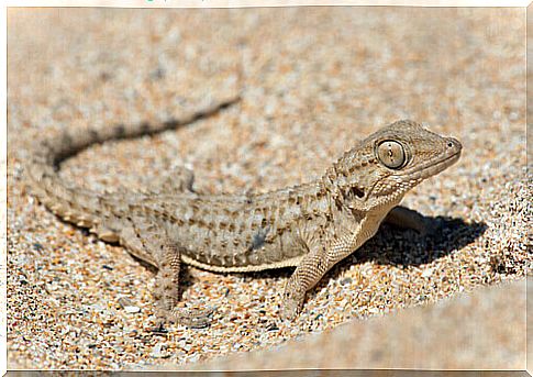 The common gecko, a beautiful reptile typical of our cities