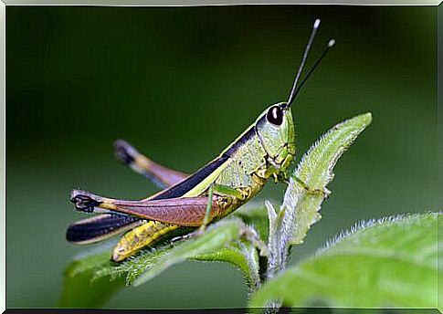 The cricket: a plague for the fields or a blessing?