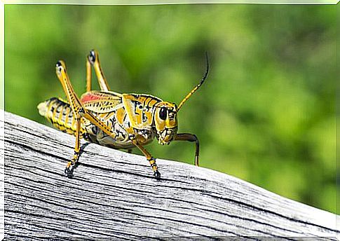 A yellow cricket on a wood