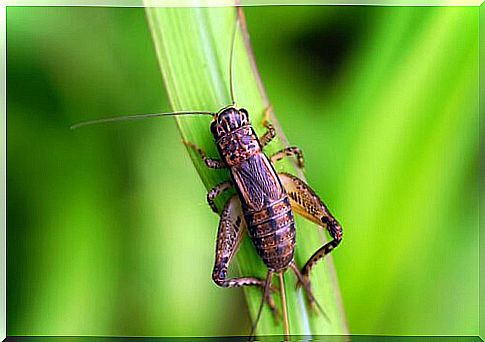 Brown cricket grabbed by a leaf