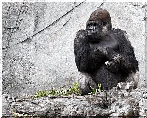 The death of Koko, the female gorilla who spoke to men