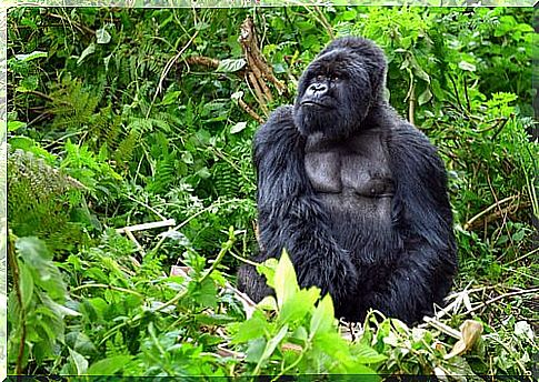 Mountain gorilla in the forest