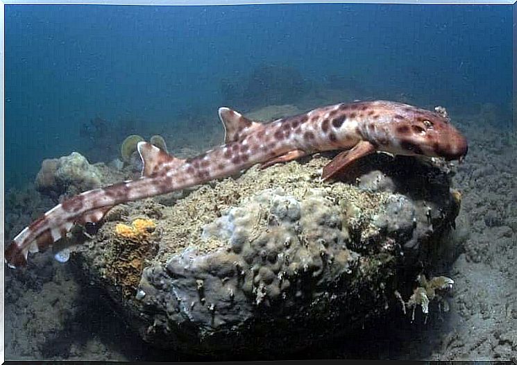 piccolo pesce cane su uno scoglio