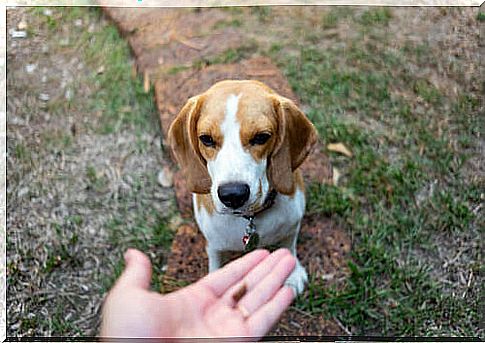 Dog not eating a kibble offered to him by his owner.