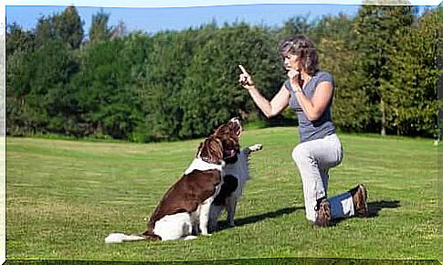 The dog training whistle: pros and cons