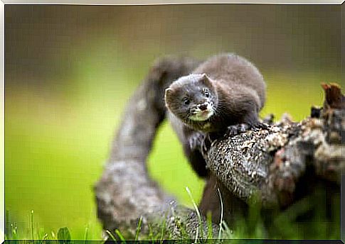 Mustelid on a branch.