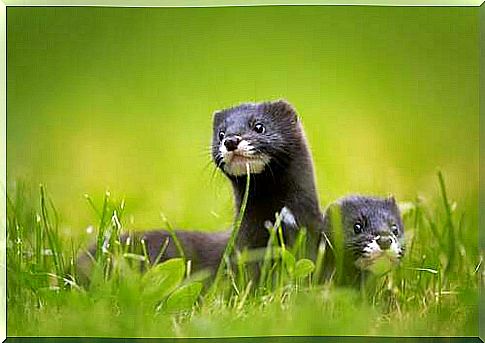 Pair of European mink.