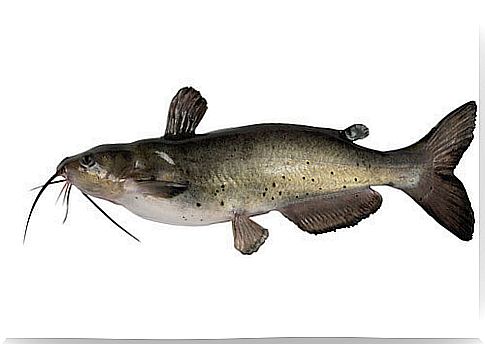 The flathead catfish: physical characteristics