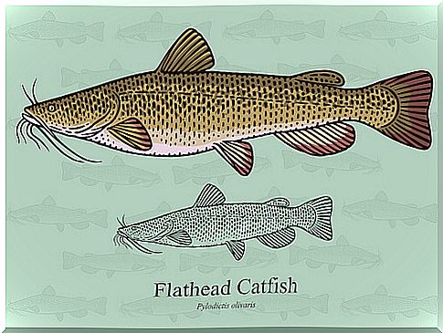 Flathead catfish.  Flathead Catfish.