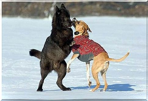 The great friendship between a wolf and a dog