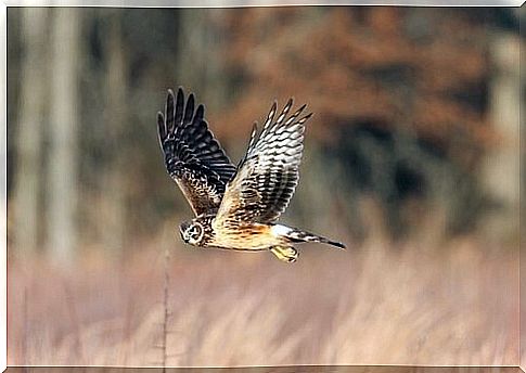 The hen harrier is in danger