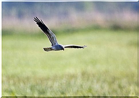 Harrier in danger