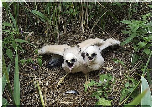 Royal harrier chicks