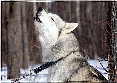 Husky howling