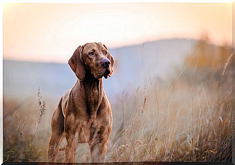 The Hungarian Hound, a giant hound