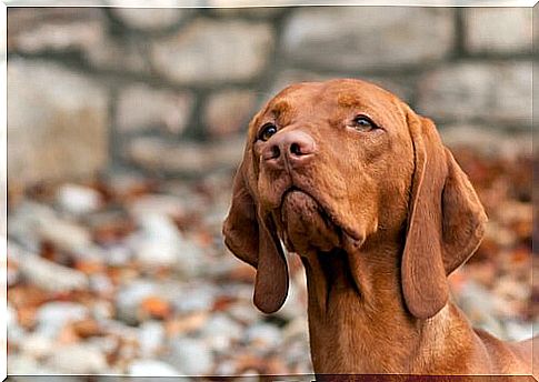 Muzzle of the Hungarian hound