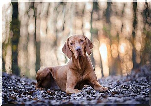 Seated Hungarian Hound