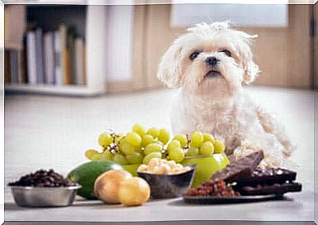 Importance of vitamin E: dog with different foods.