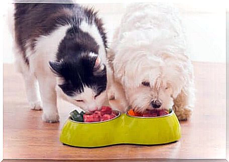 Dog and cat eating together.