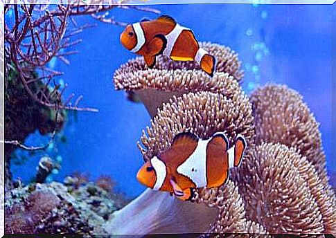 The incredible relationship between the clown fish and the sea anemone