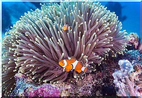 Sea anemone and clown fish